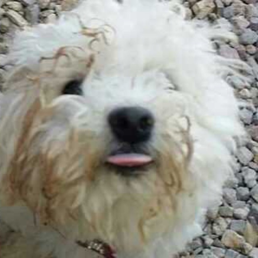 Meet your Posher, Nana